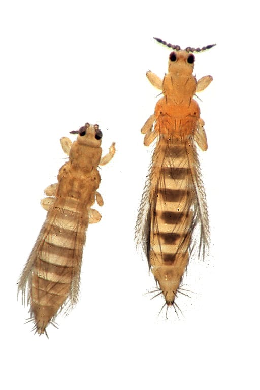 Thrips tabaci, Frankliniella occidentalis