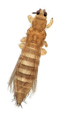 Thrips tabaci - drawing