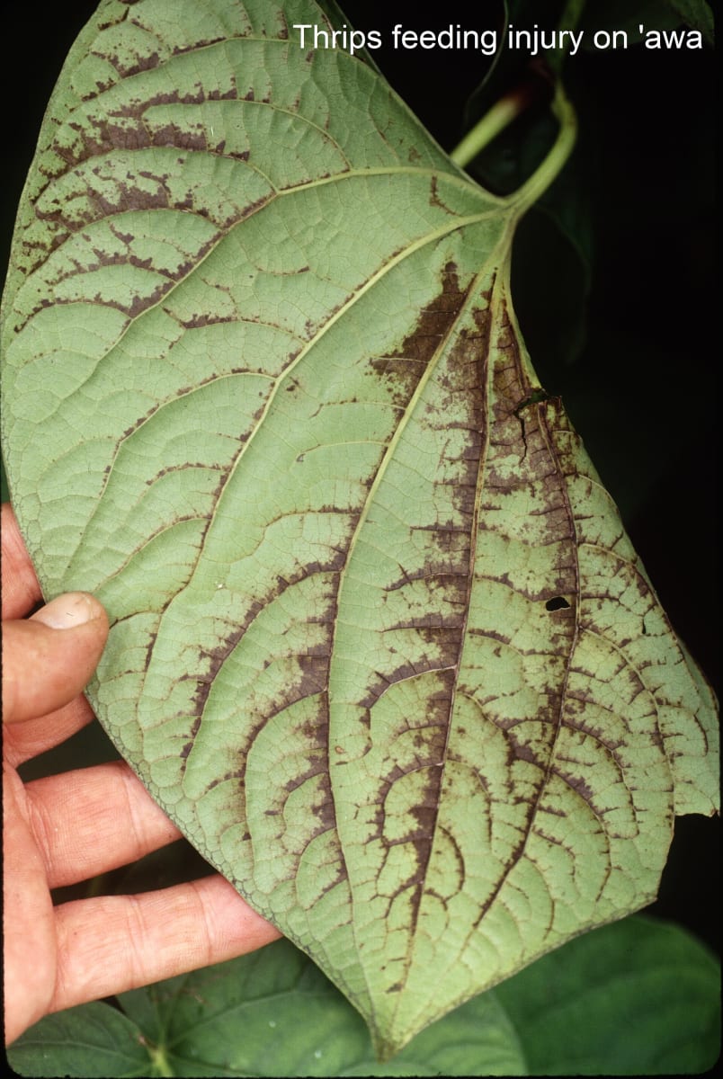 Thrips on awa