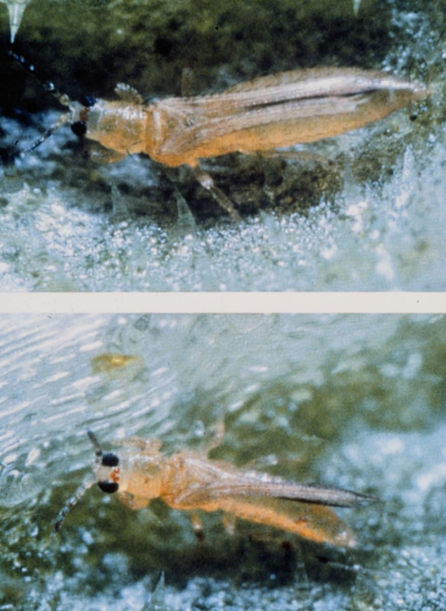 Thrips palmi