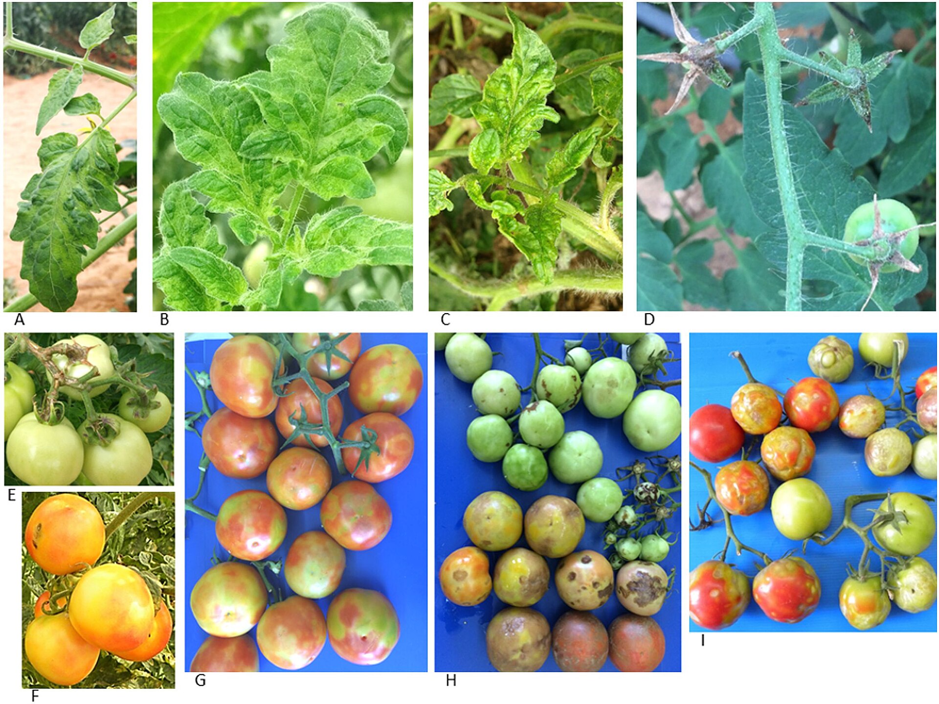 ToBRFV Tomato Symptoms01