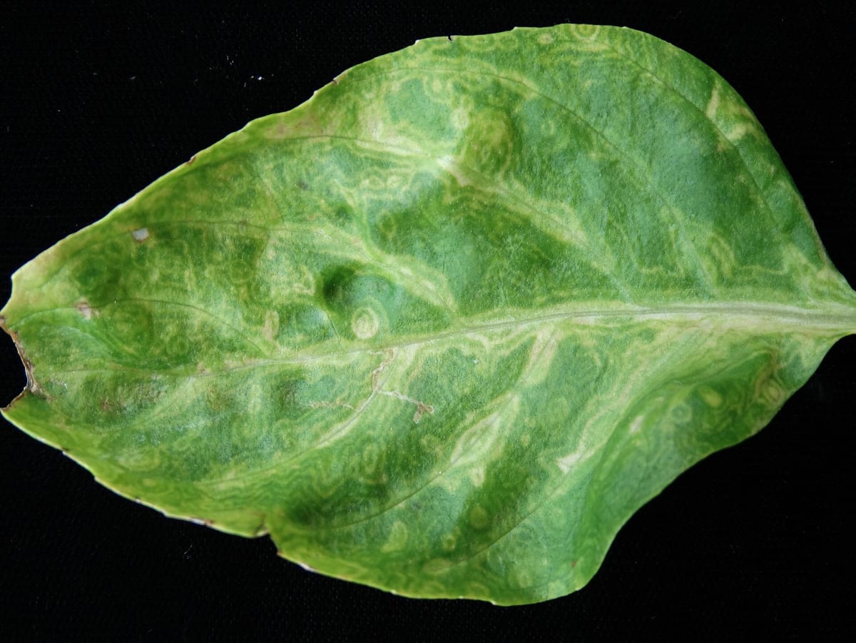 Sweet basil (Ocimum basilicum) - Tomato spotted wilt virus (TSWV)