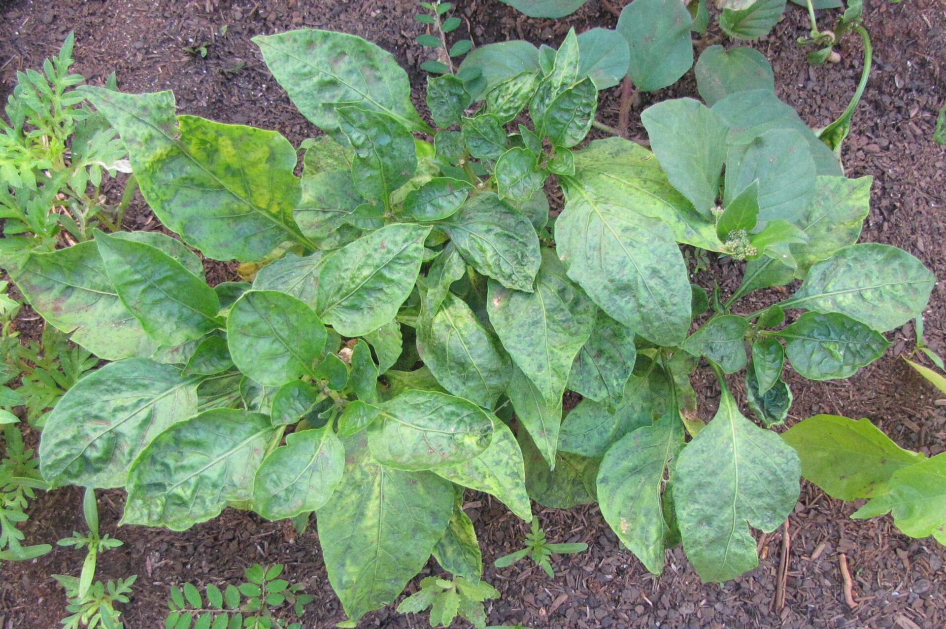 Pepper infected with tomato spotted wilt virus
