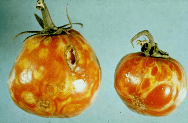Tomato spotted wilt virus -PPT