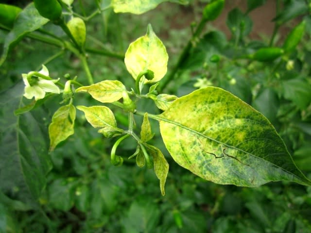 Yellow curl leaf disease Pj