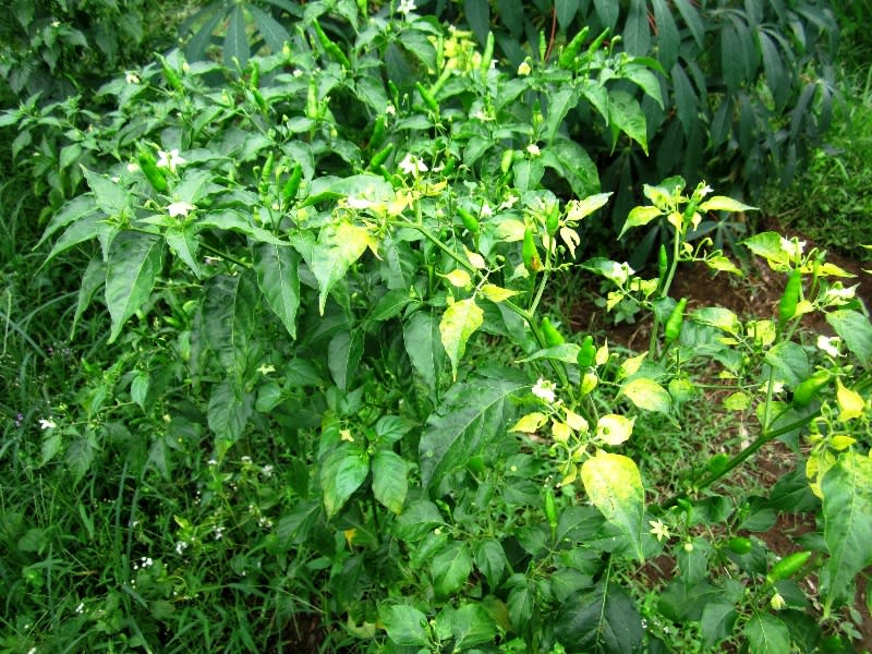 Yellow curl leaf disease Pj