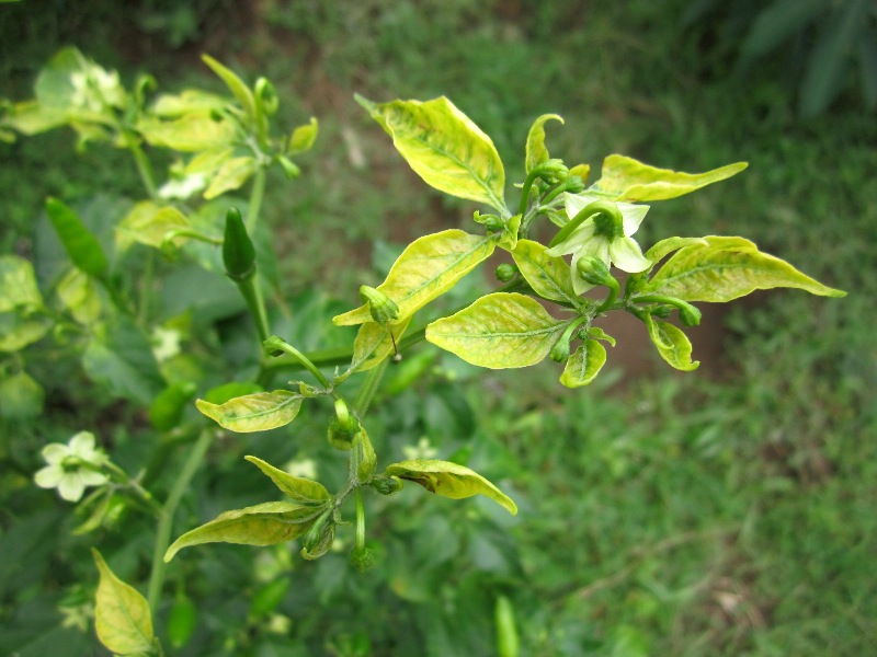 Kuning cabai
