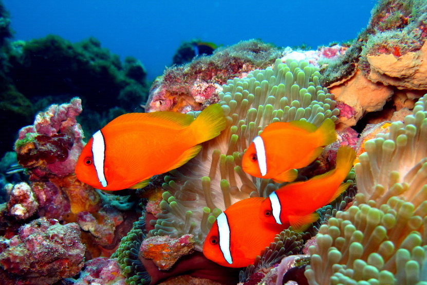 Tomato clownfish