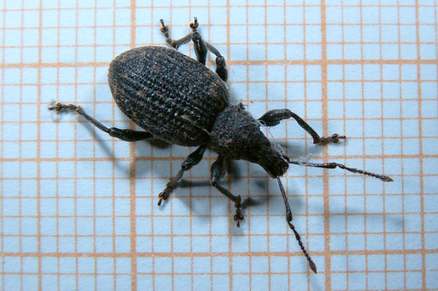 Otiorhynchus sulcatus