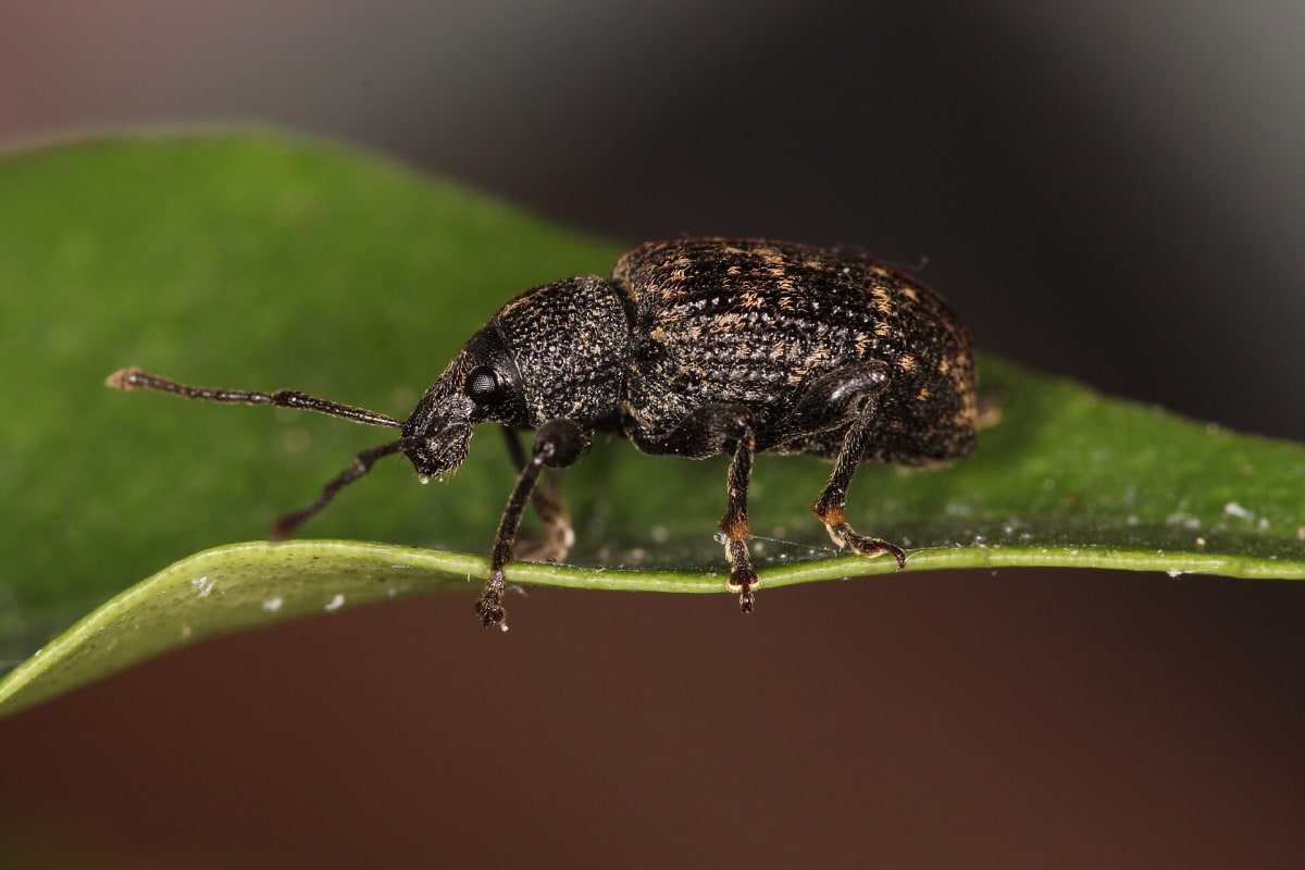 Gefurchte Dickmaulrüssler Otiorhynchus sulcatus 1