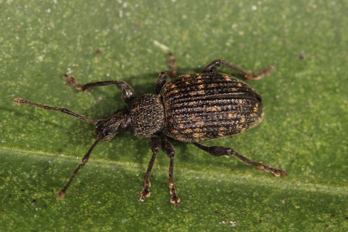 Gefurchte Dickmaulrüssler Otiorhynchus sulcatus 2