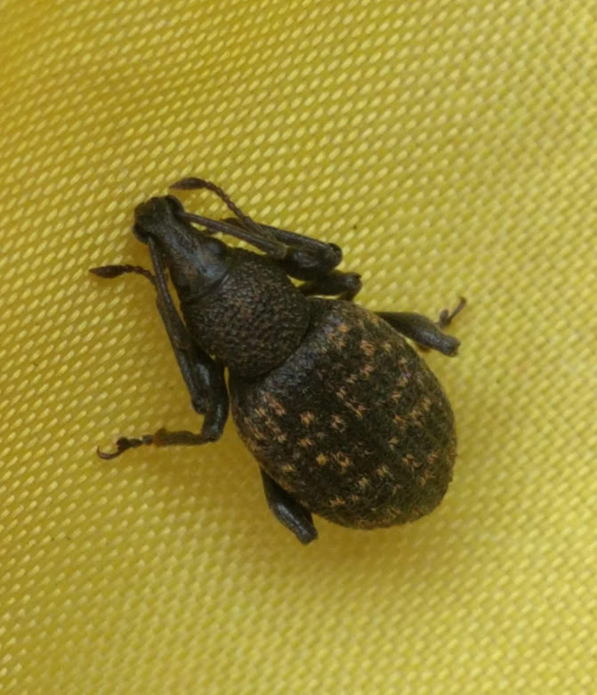 Otiorhynchus sulcatus