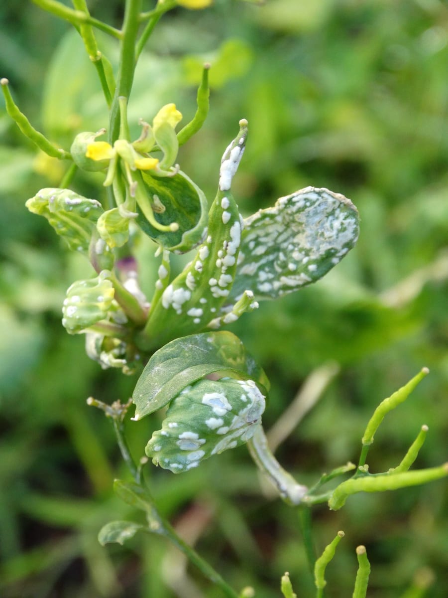 Mustard- White rust
