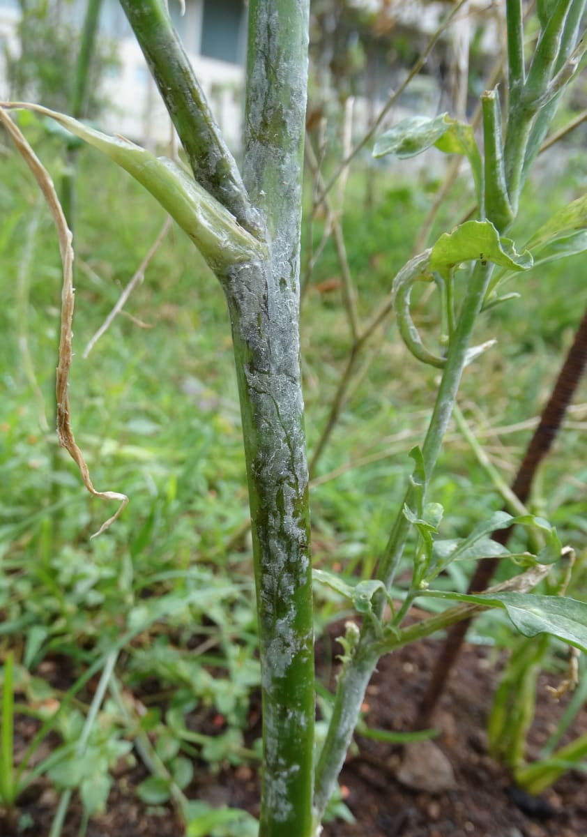 Mustard- White rust - 2