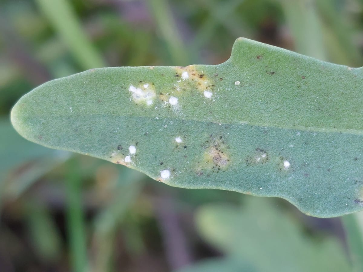 Diplotaxis tenuifolia - Weißer Rost-5- Josef Schlaghecken