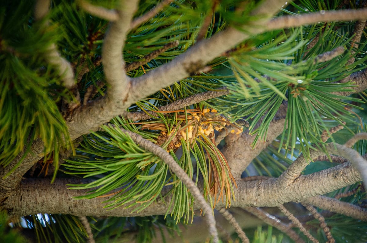 White Pine Blister Rust