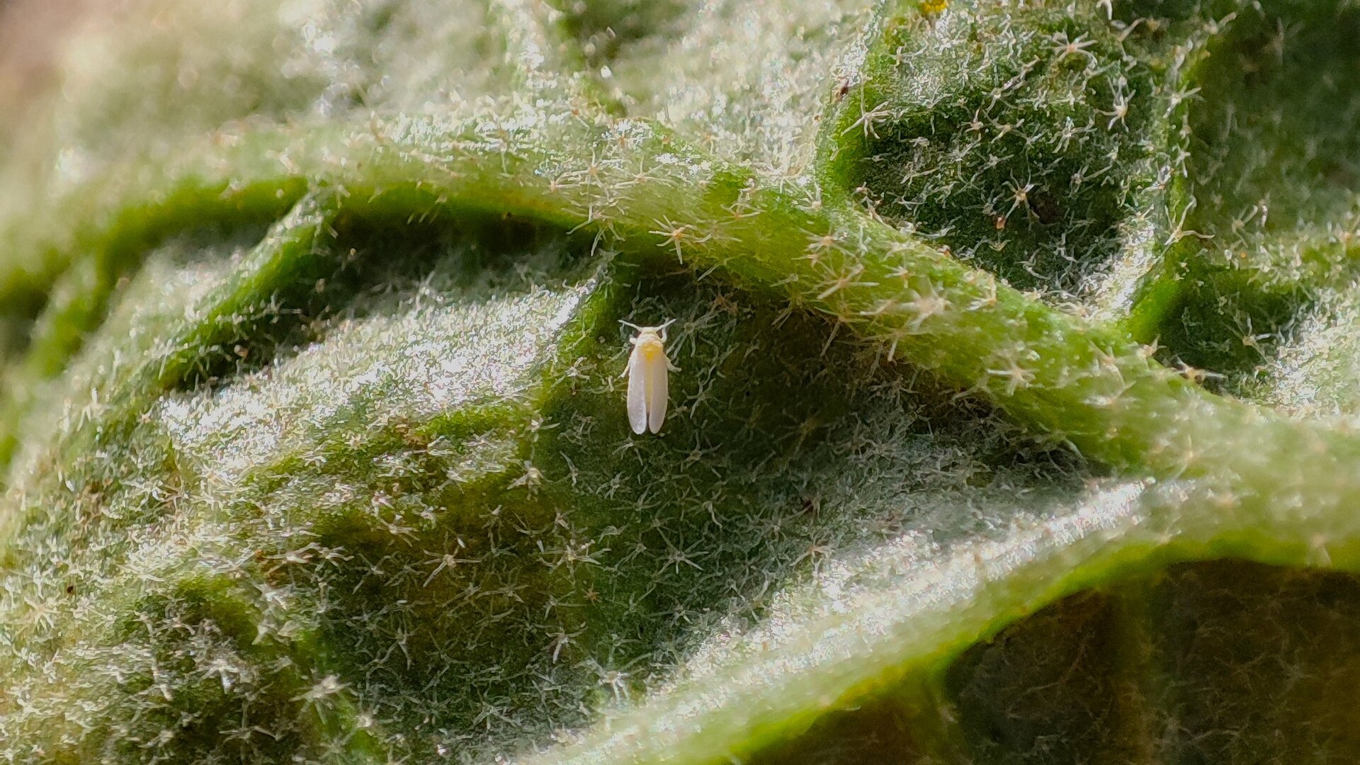 Bemisia tabaci under leaf of eggplant