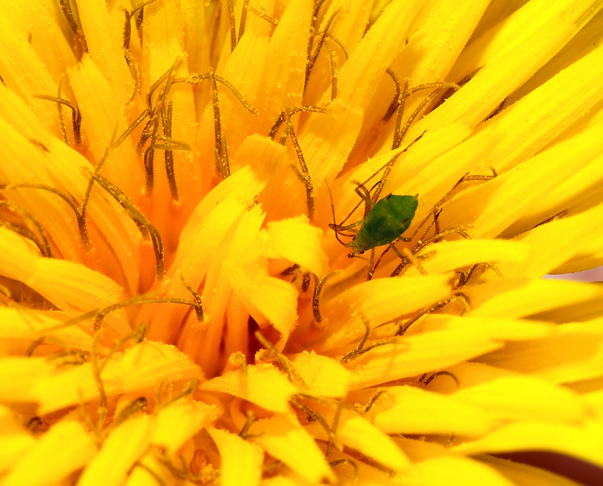 Aphid 2007-1