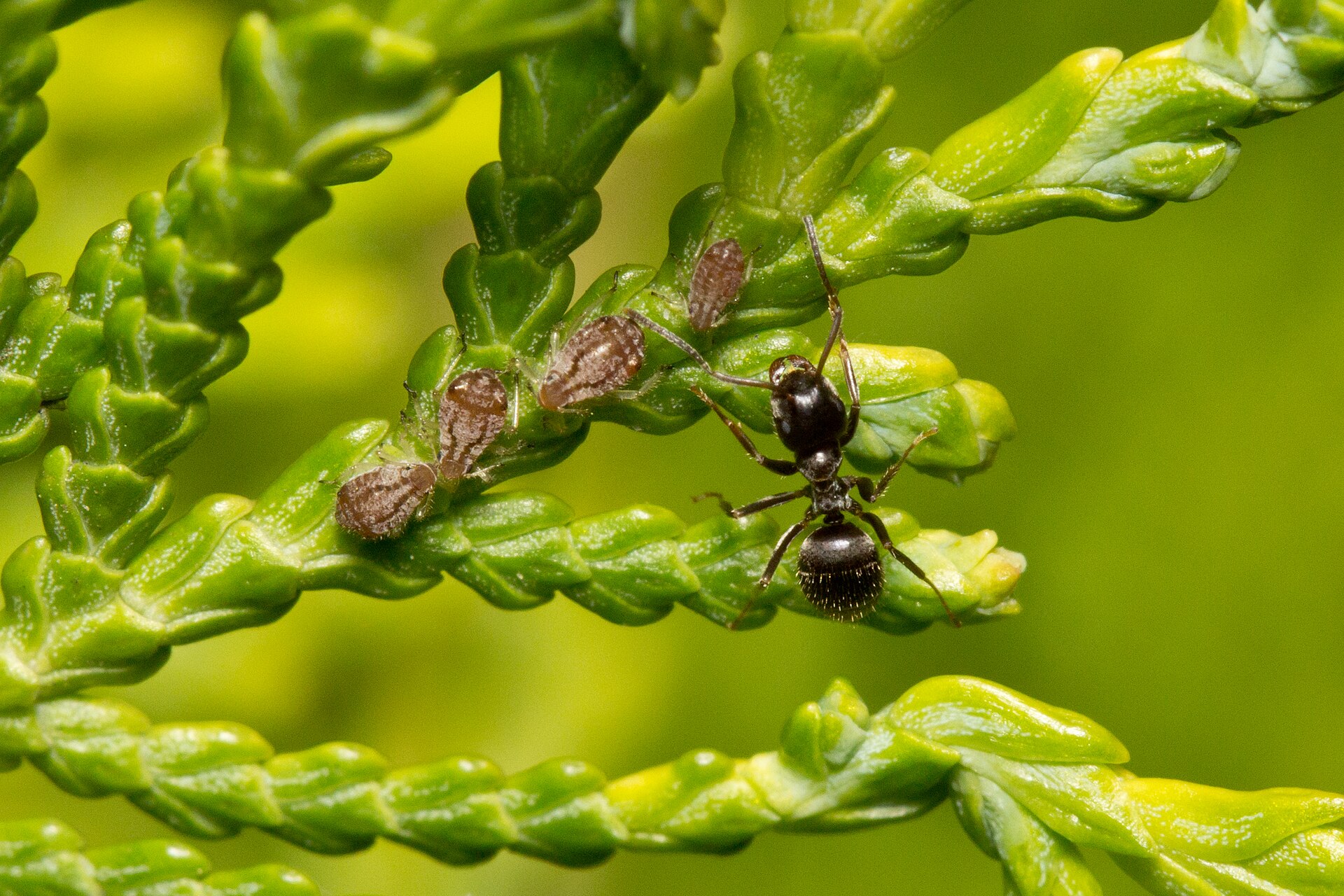 Lasius niger y Cinara tujafilina en Thuja orientalis