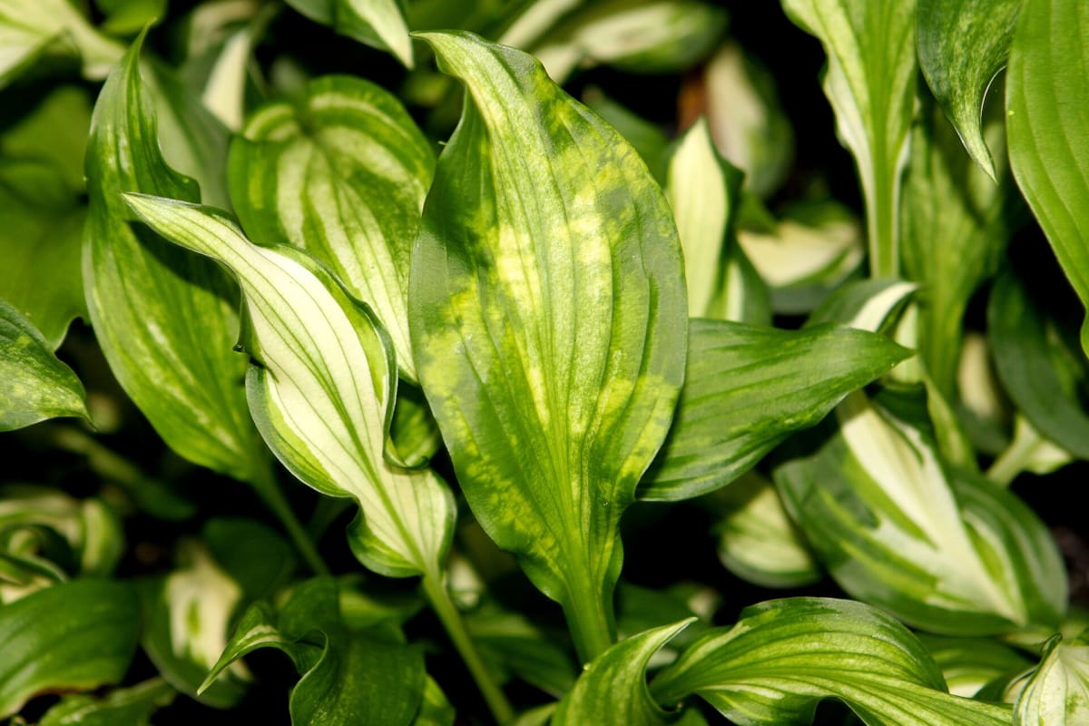 Hosta leaves showing the ink bleed pattern left by Hosta Virus X