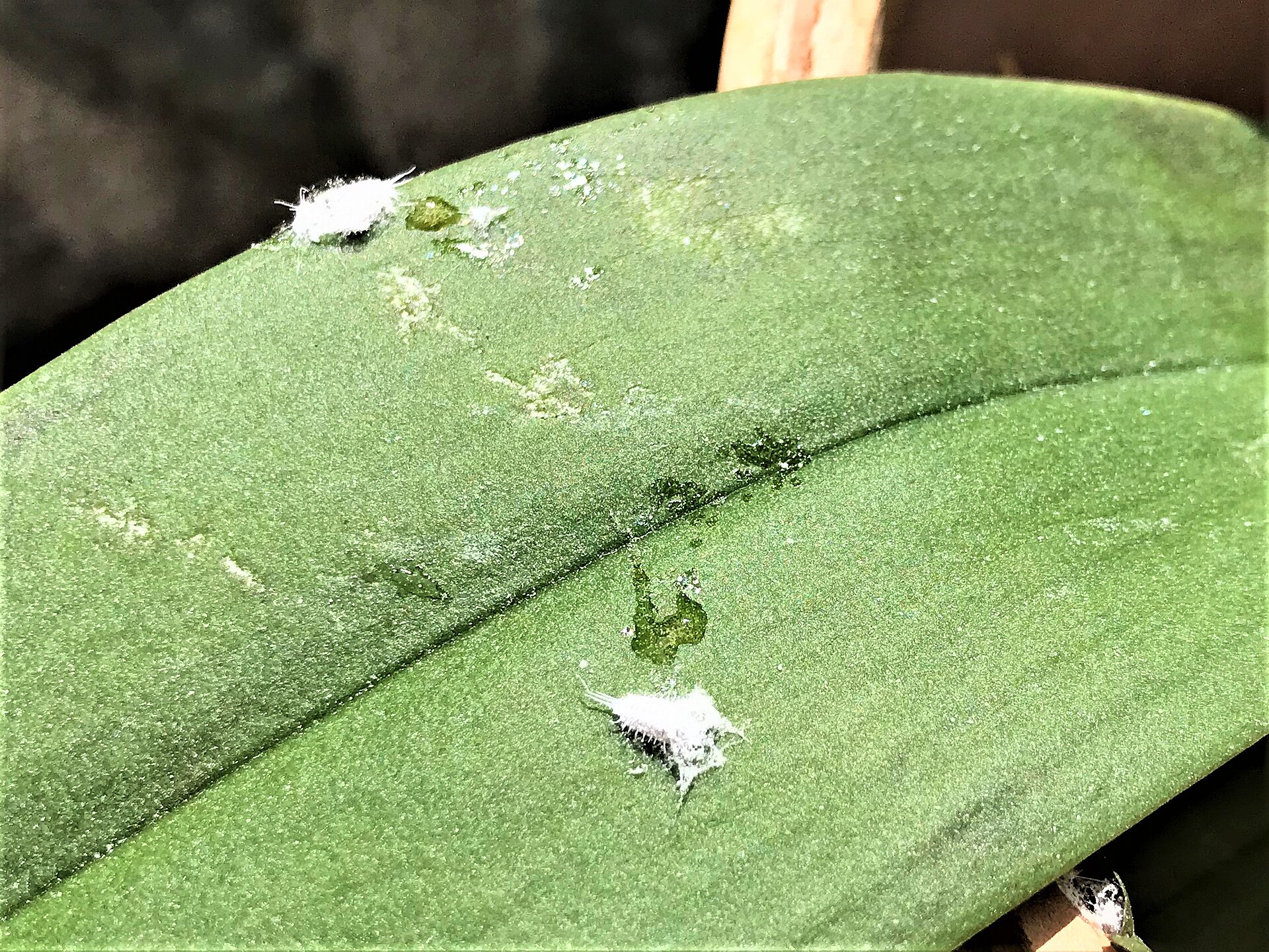 Citrus mealybugs and their wax at the base of Clivia miniata leaves