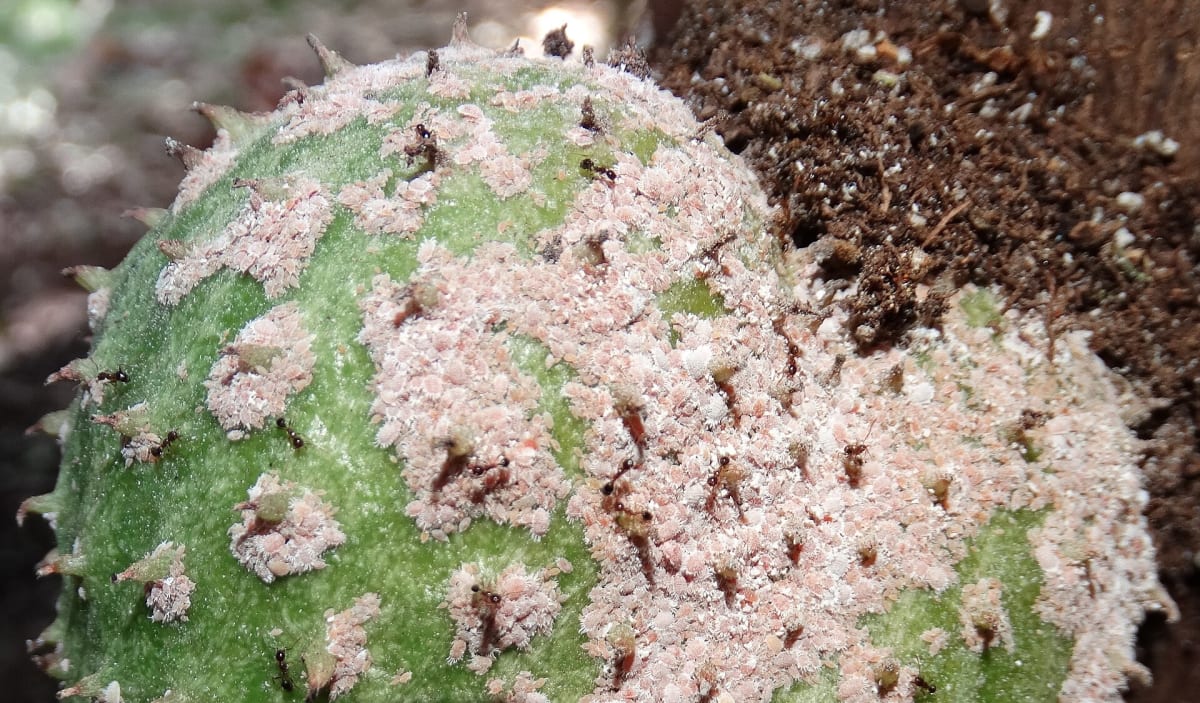 Ants tending a colony of mealybugs on the skin of a soursop fruit