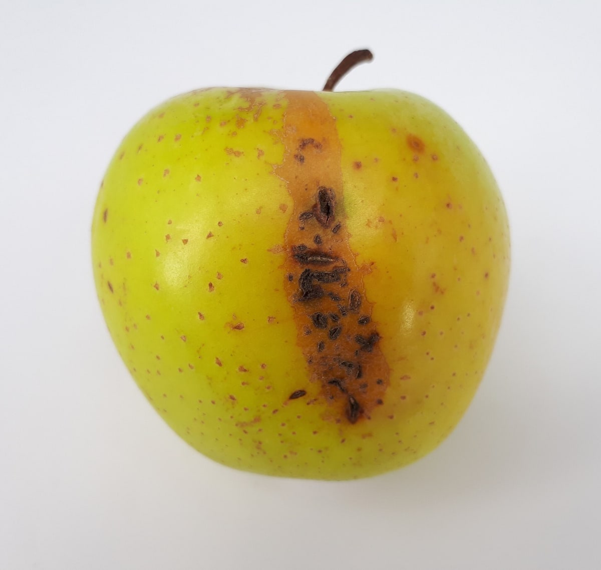 Olive brown apple scab spots spreading across an apple leaf