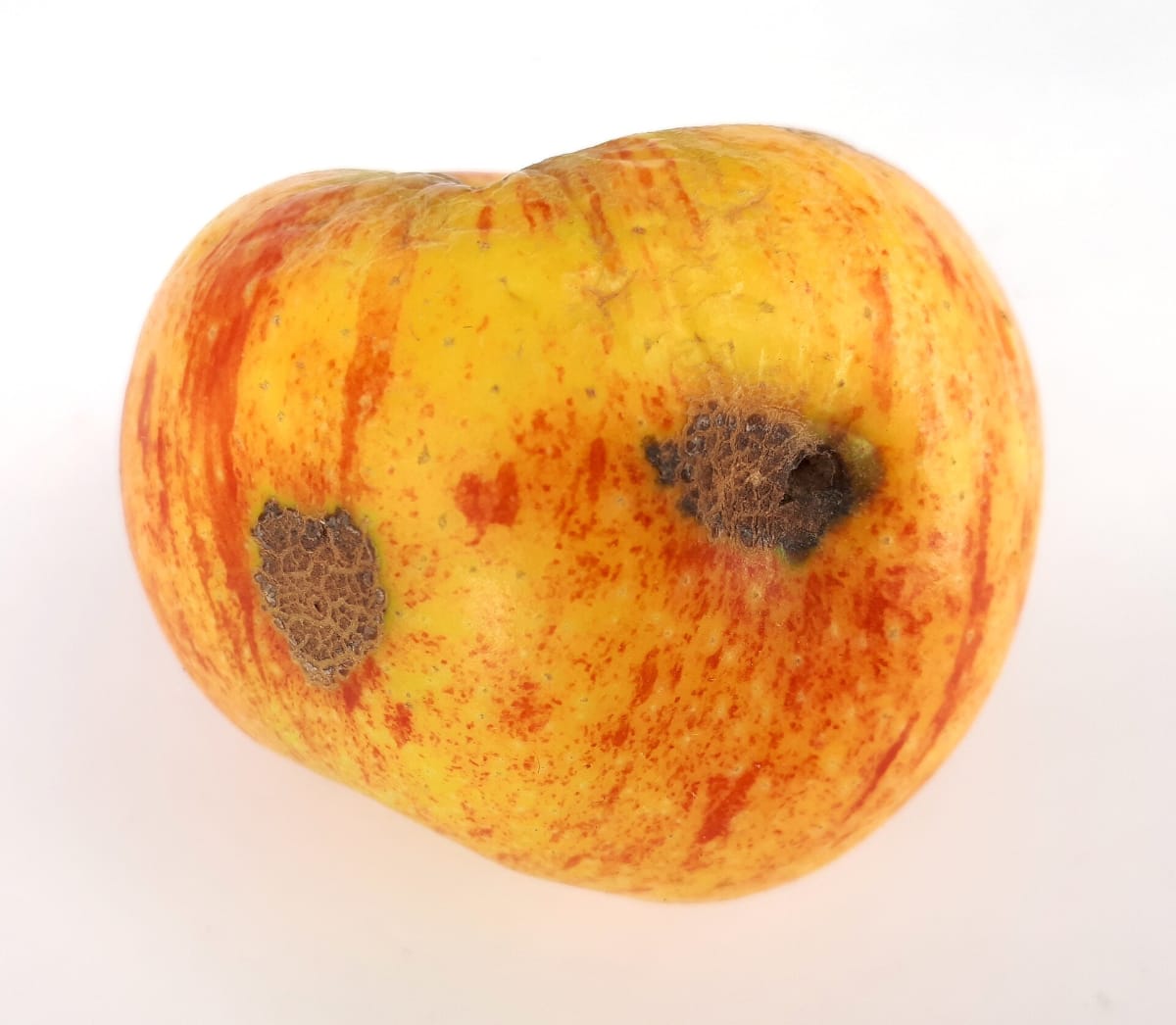 Apple scab lesions on the upper surface of apple foliage