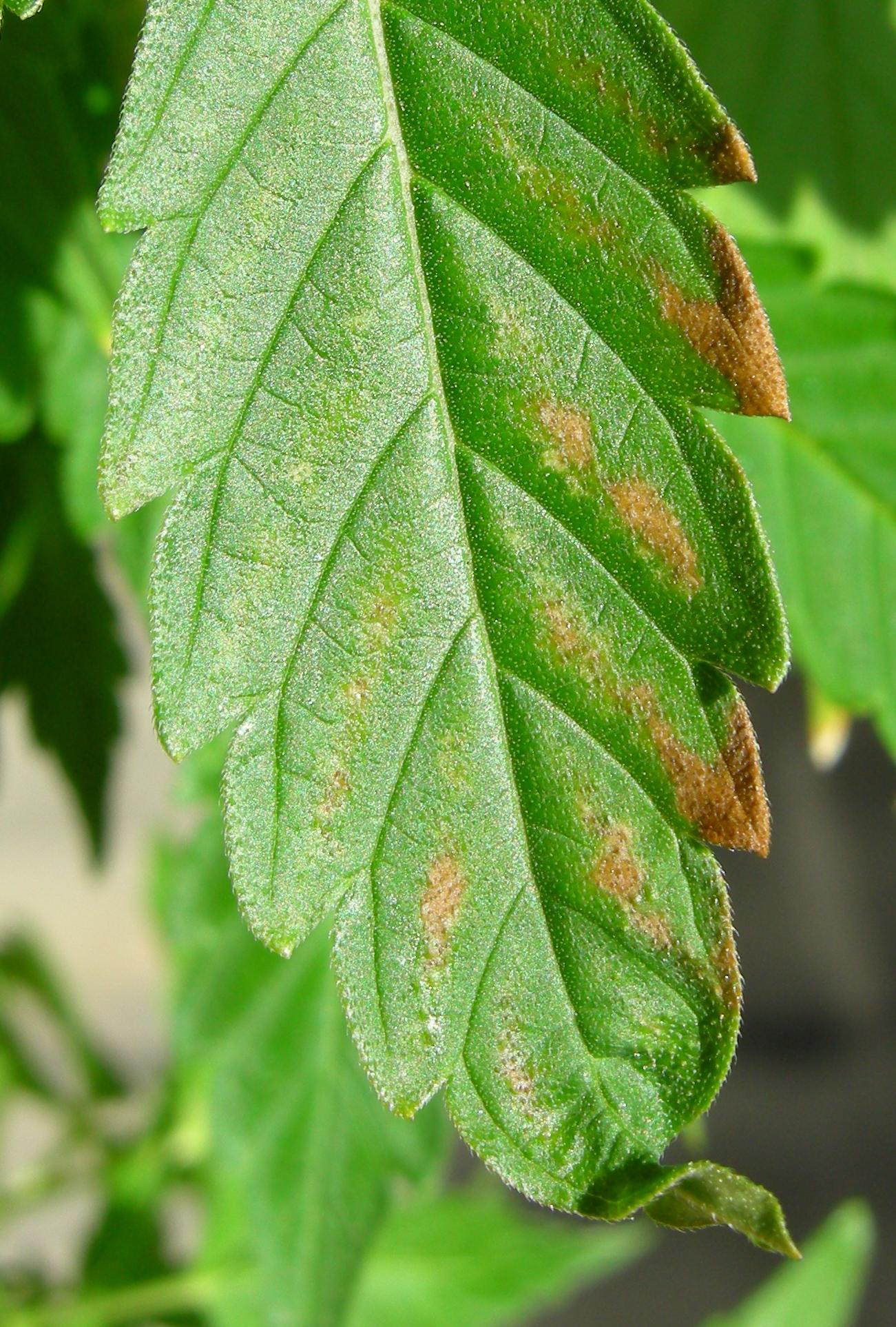 Browned and crisped leaf edges caused by fertiliser burn