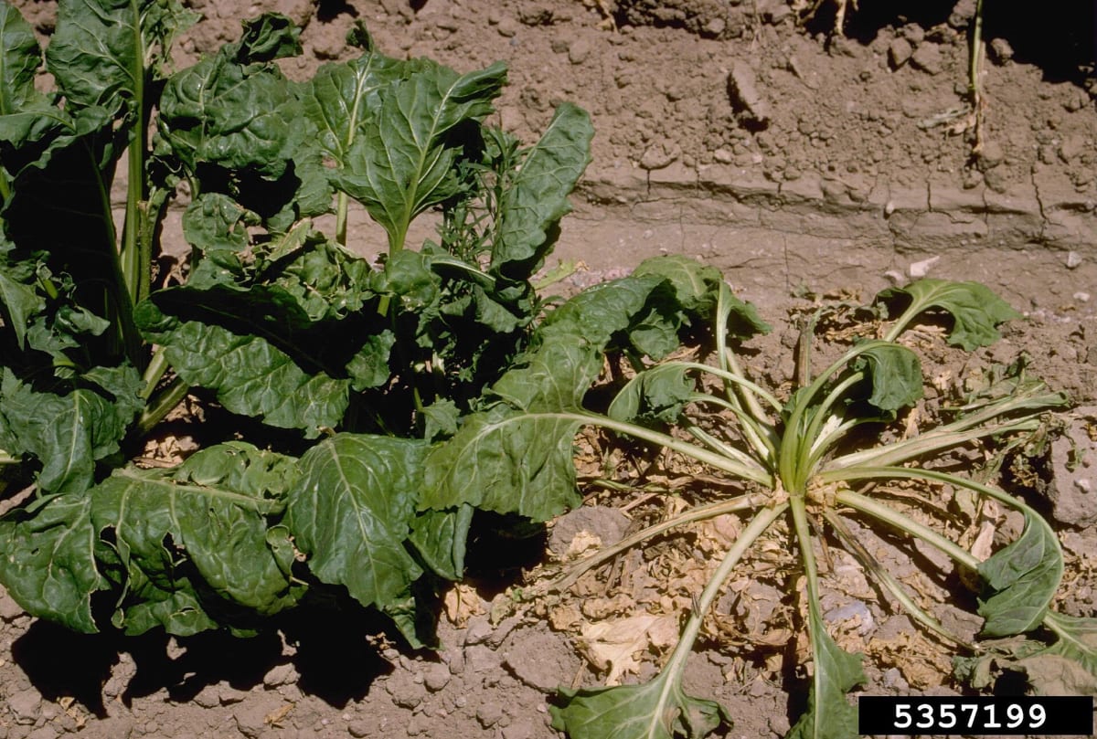 Rhizoctonia solani symptoms on a beet seedling