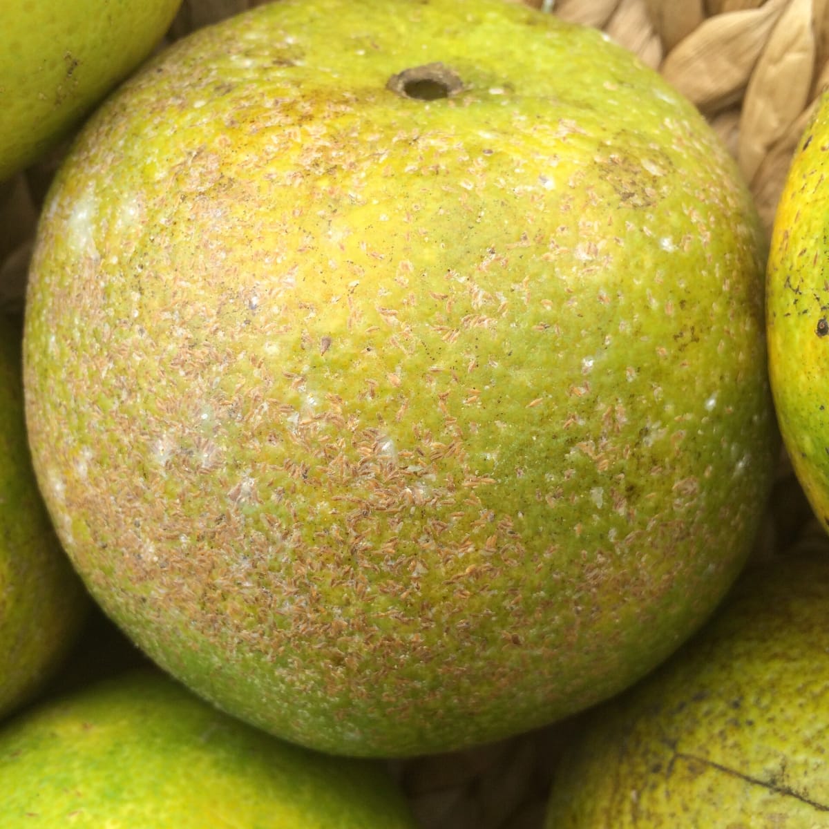 Raised brown scale insects clustered on the skin of a citrus fruit