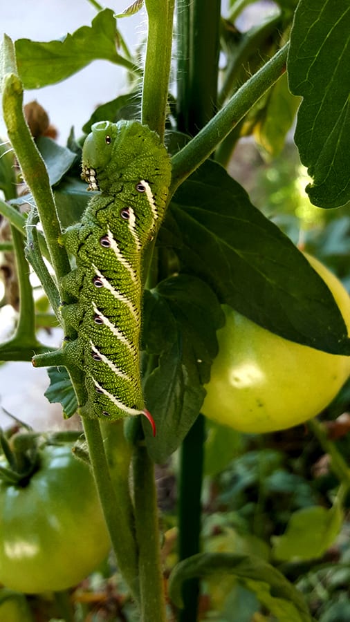 A tobacco hornworm caterpillar gripping a stem