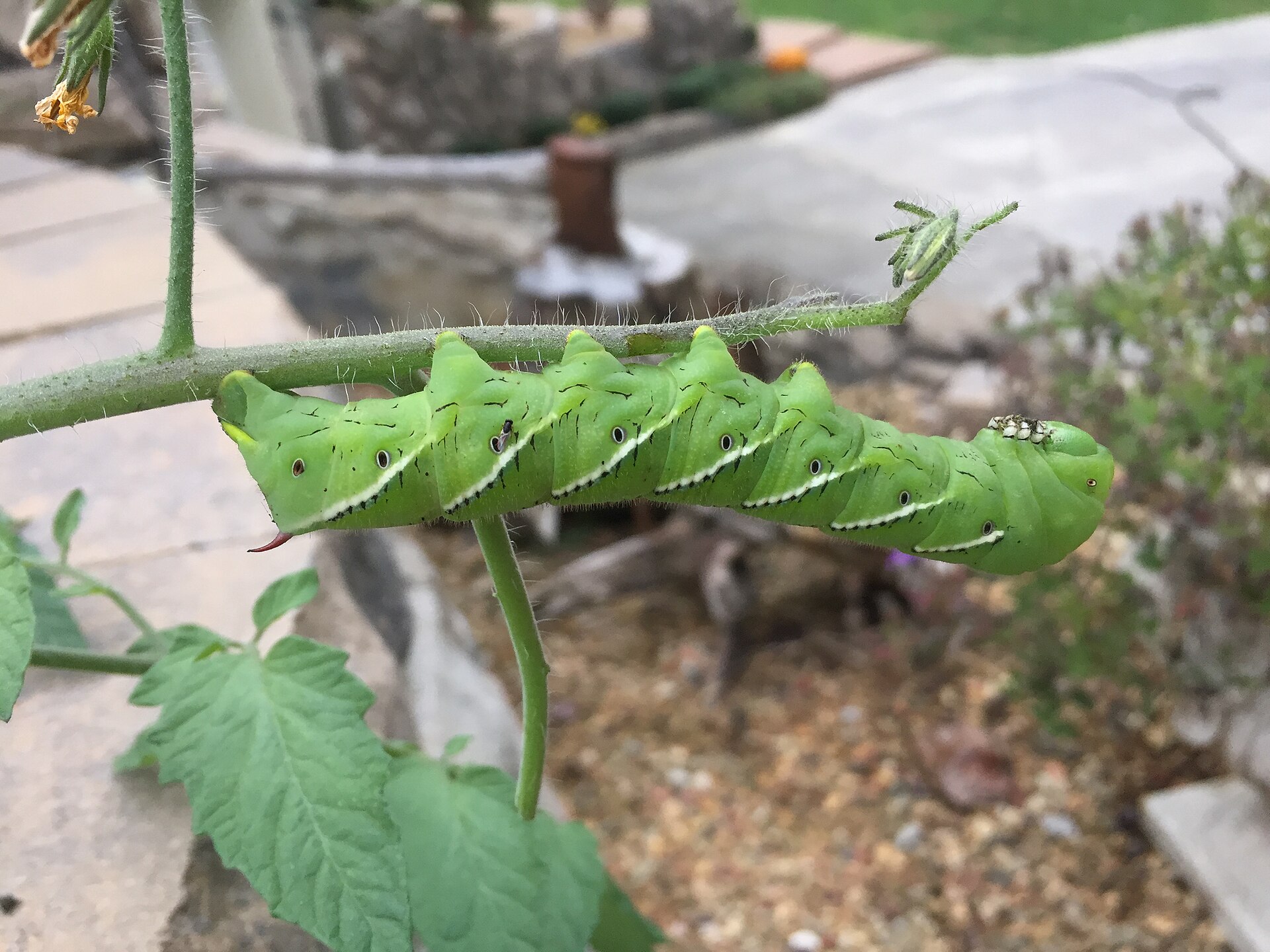 A tomato hornworm stripping the leaves from a tomato plant