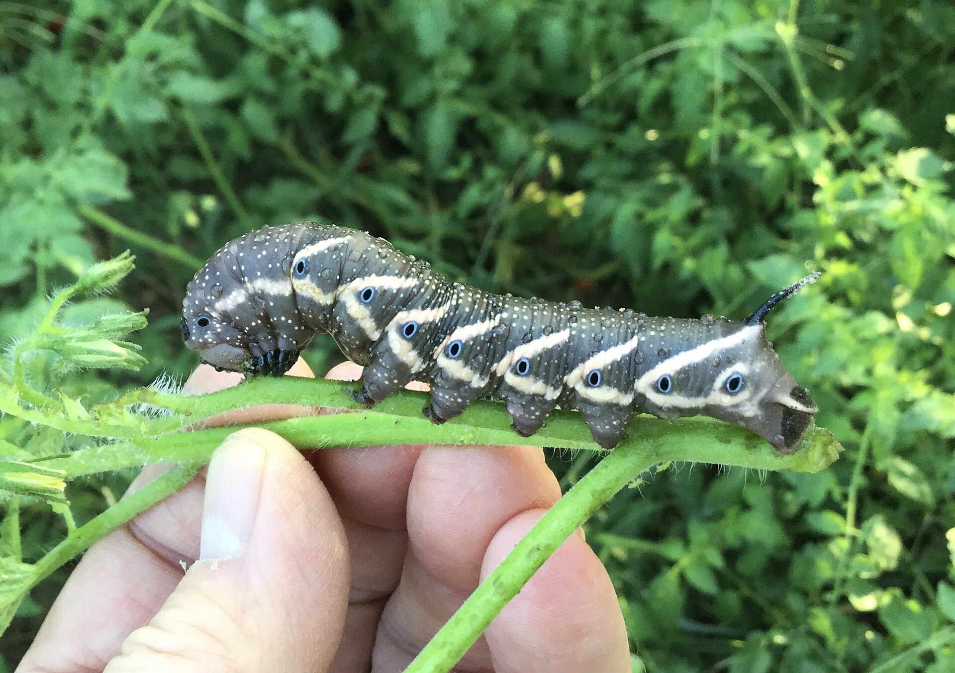 A tomato hornworm on a garden tomato plant