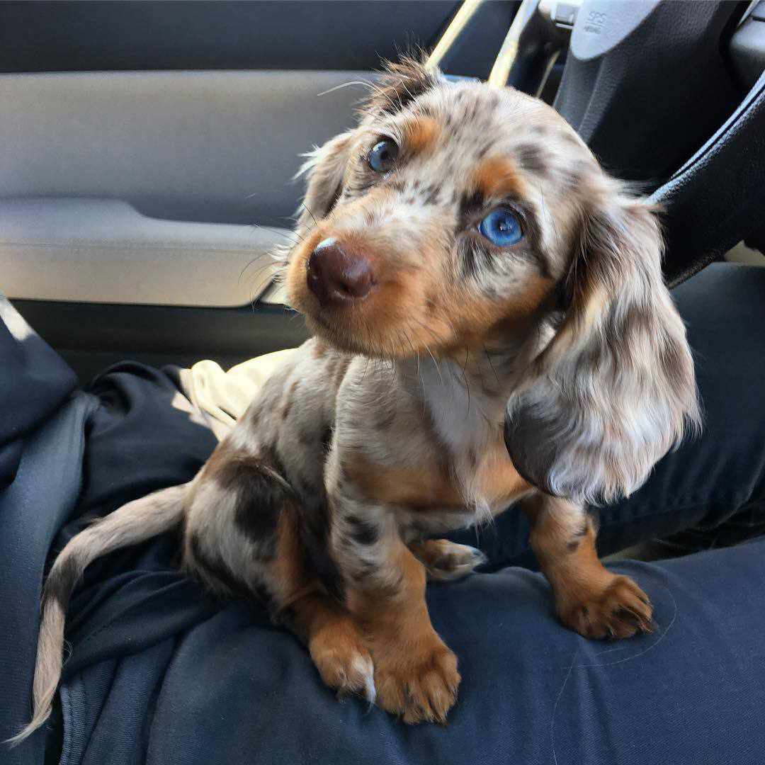 Male Dachshund in Amarillo, Texas