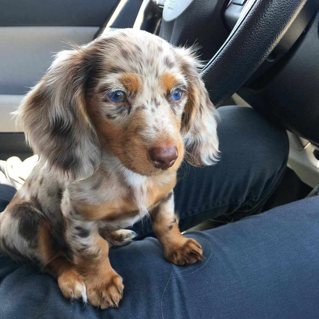 Male Dachshund in Amarillo, Texas, photo 2