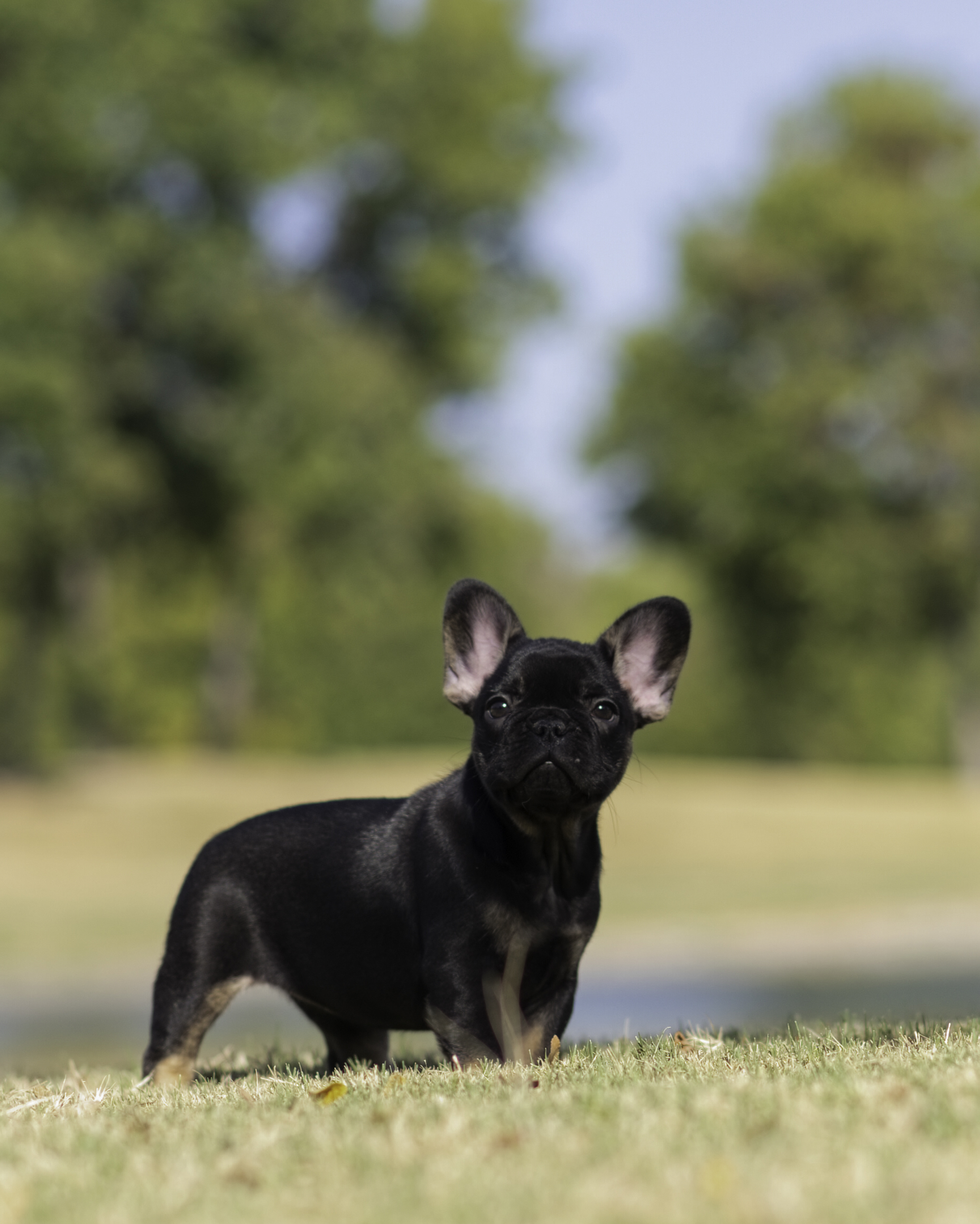 Female French Bulldog in Dallas, Texas