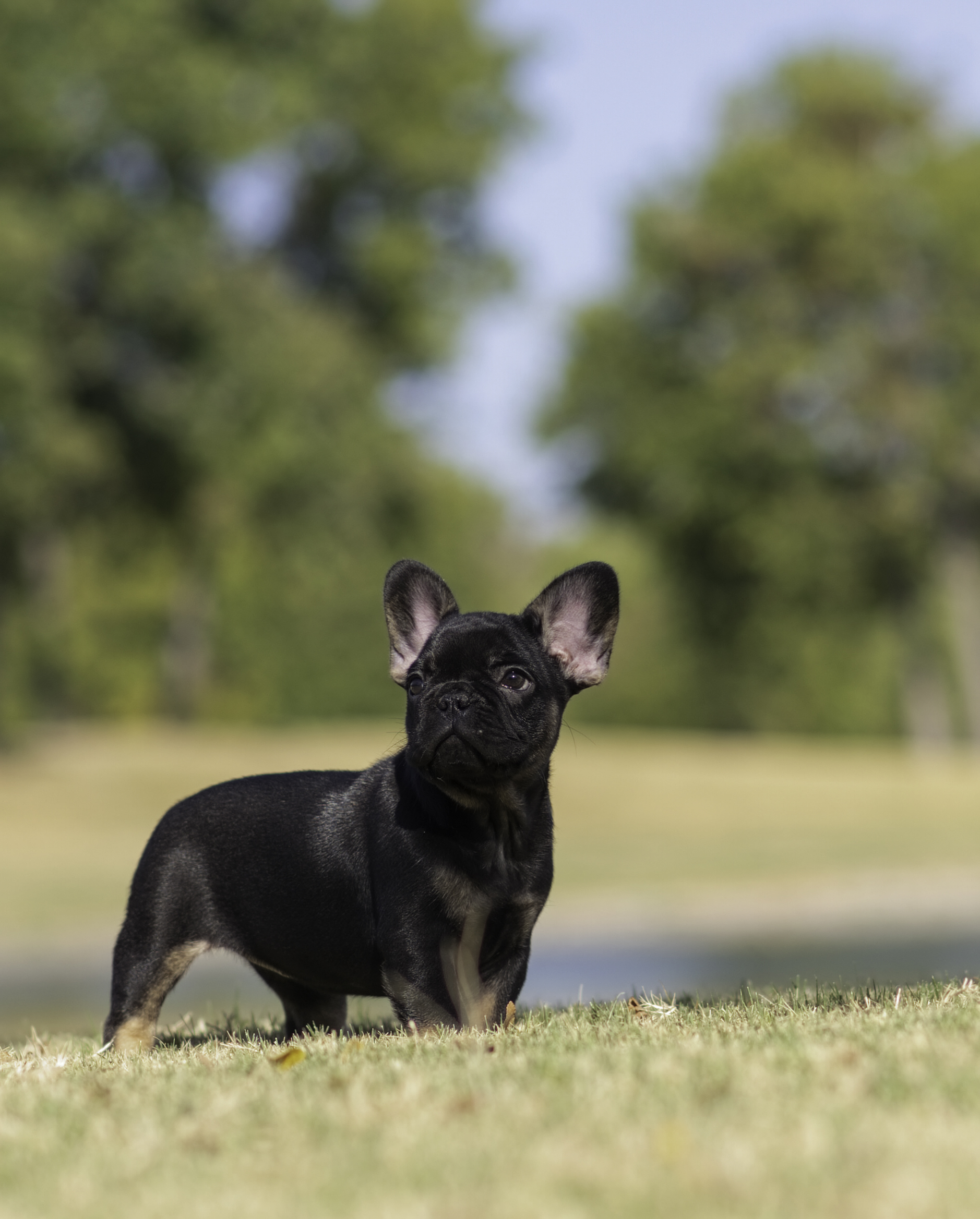Female French Bulldog in Dallas, Texas, photo 2