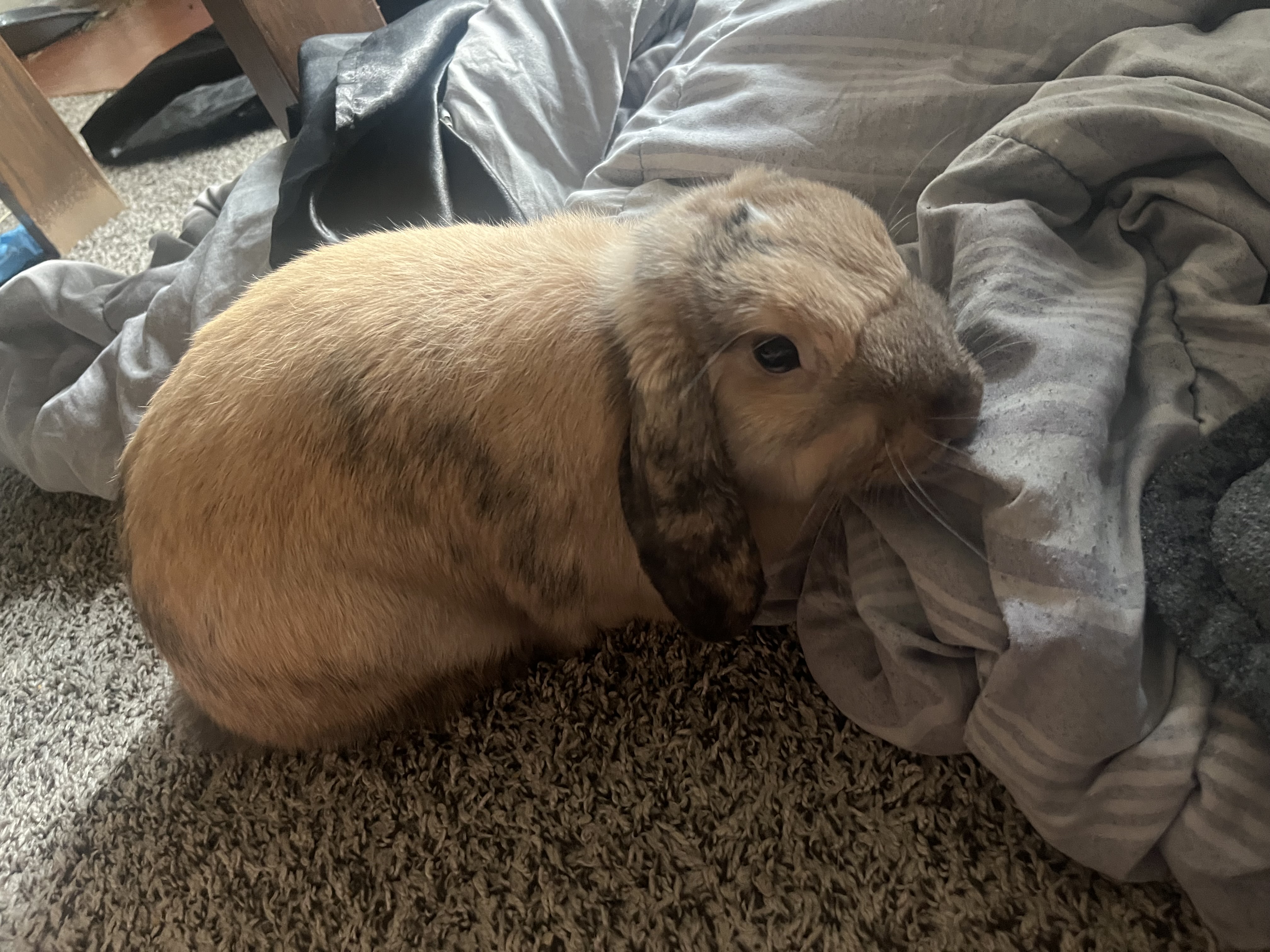 Female Rabbit in Cincinnati, Ohio