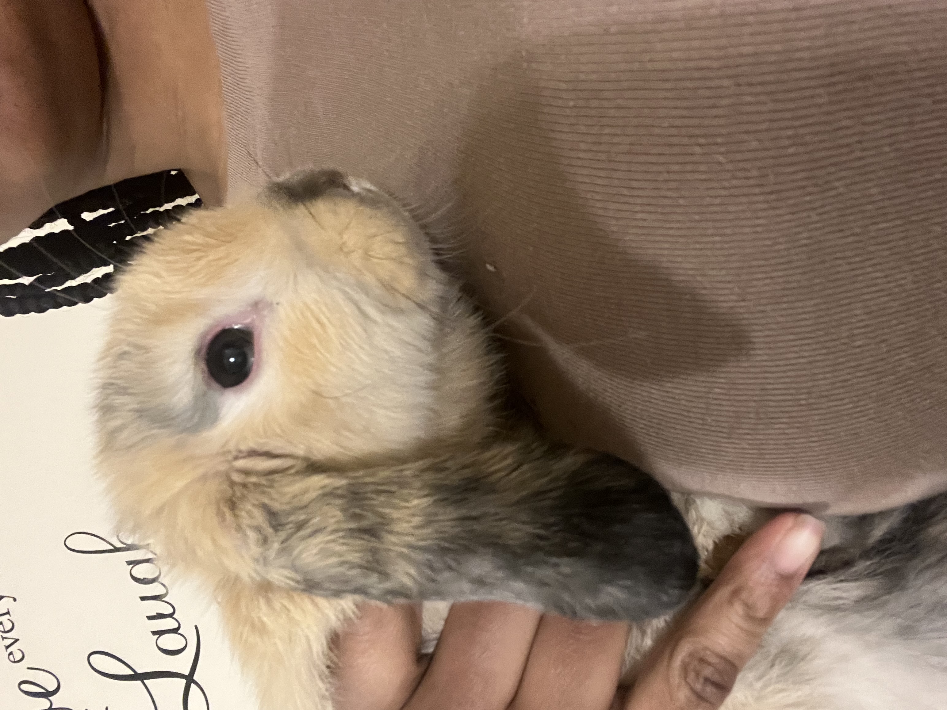 Female Rabbit in Cincinnati, Ohio, photo 2
