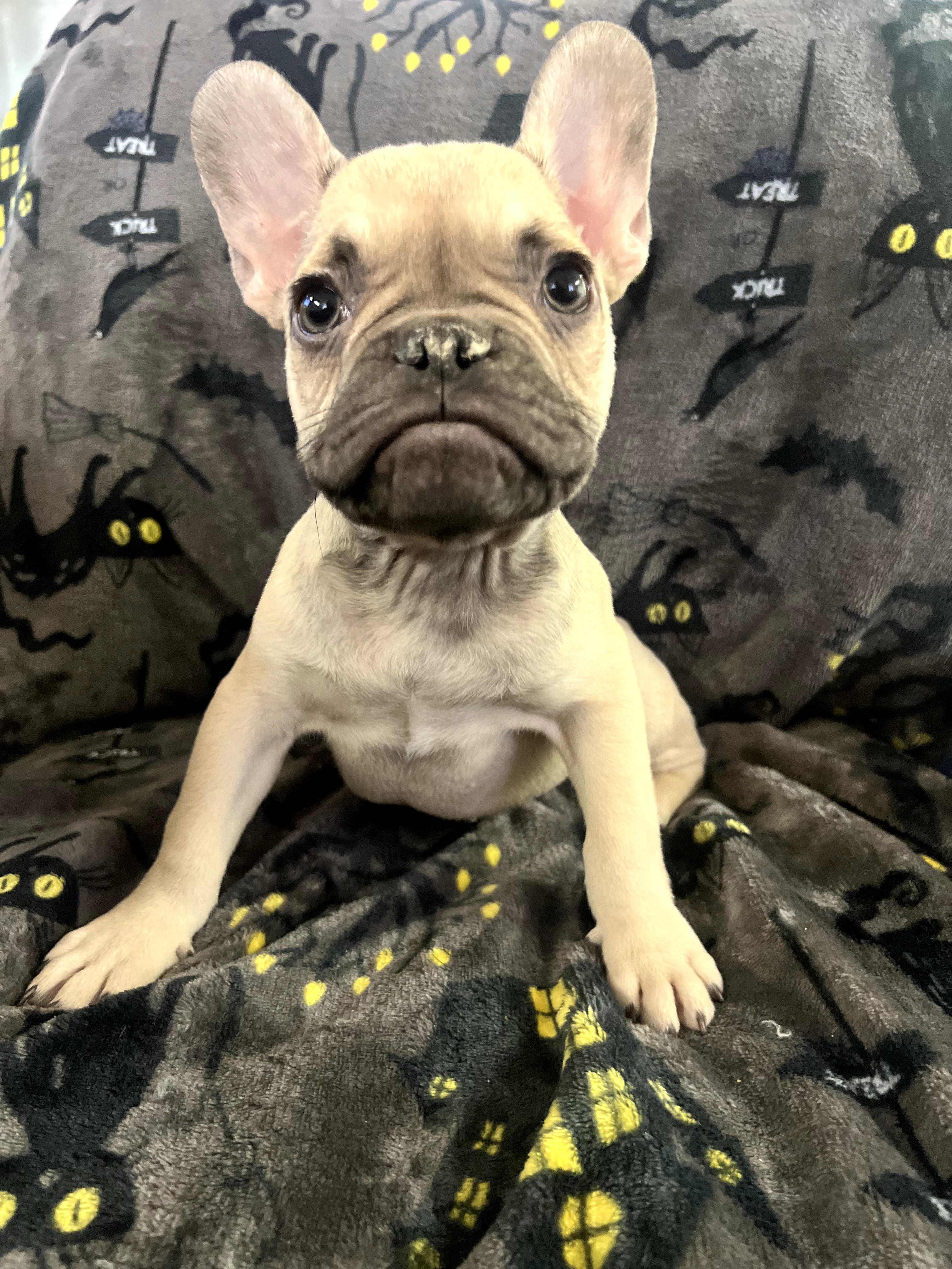 Male French Bulldog in Fresno, California