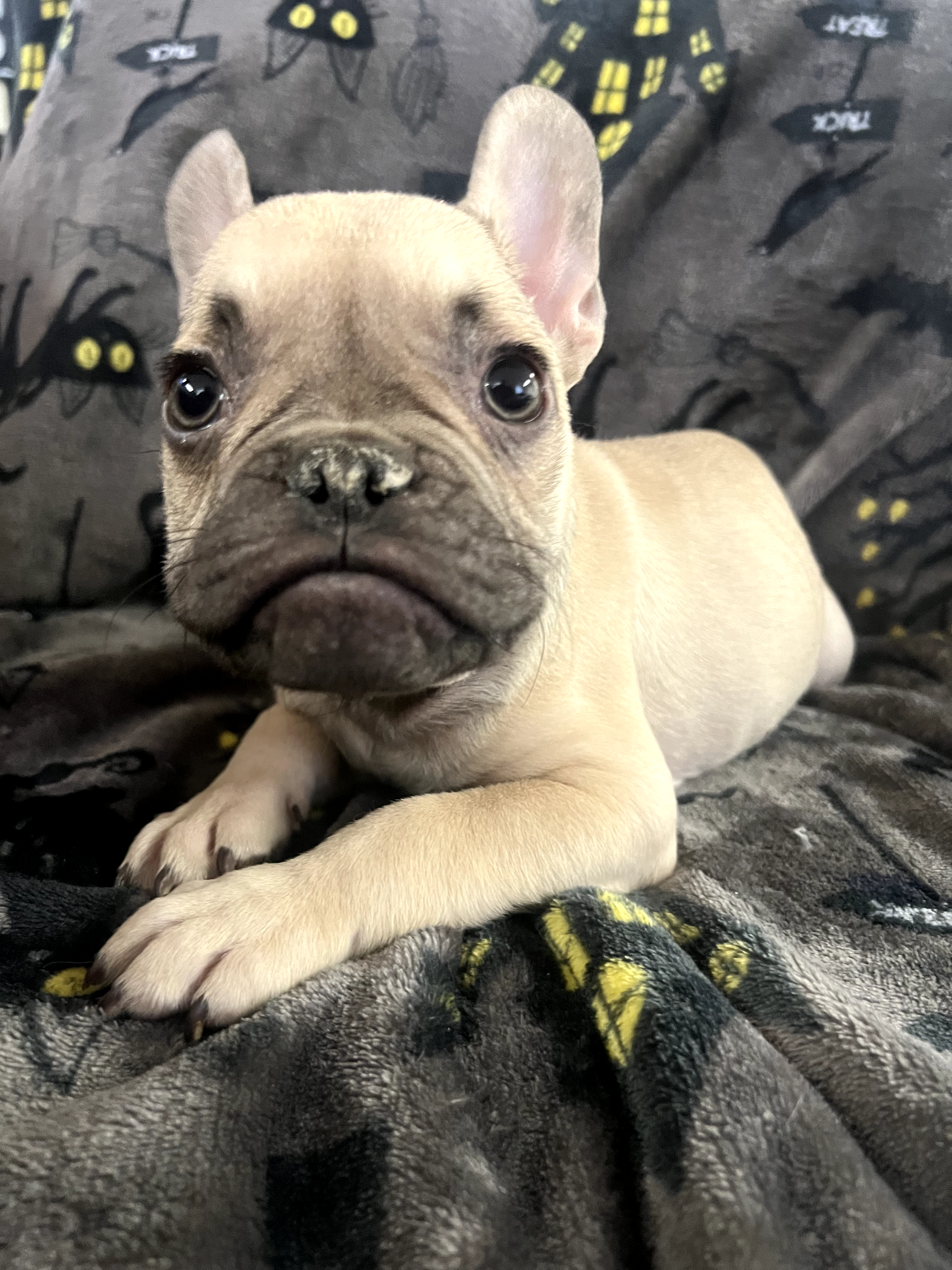 Male French Bulldog in Fresno, California, photo 2
