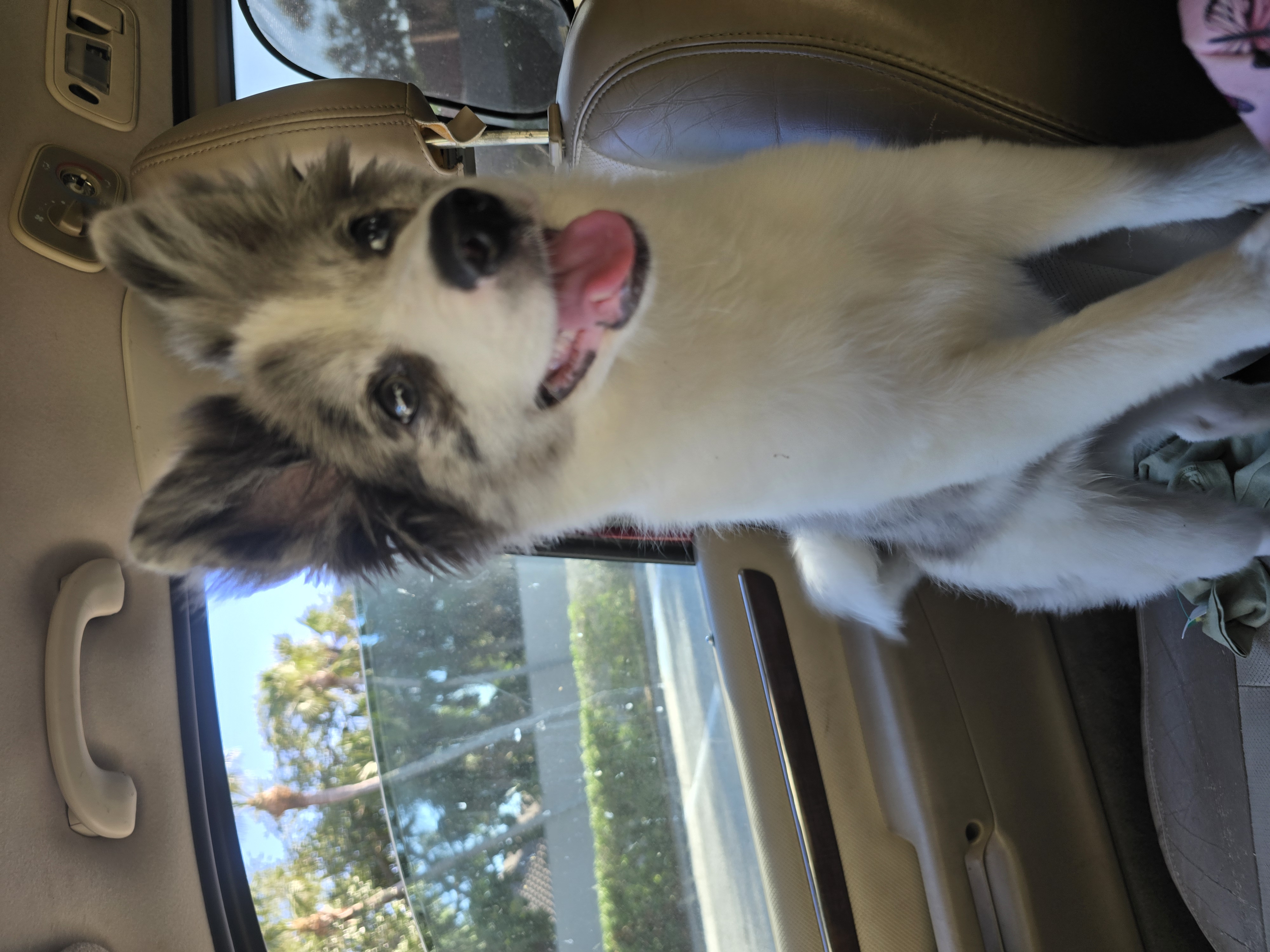 Female Pomeranian in Sarasota County, Florida