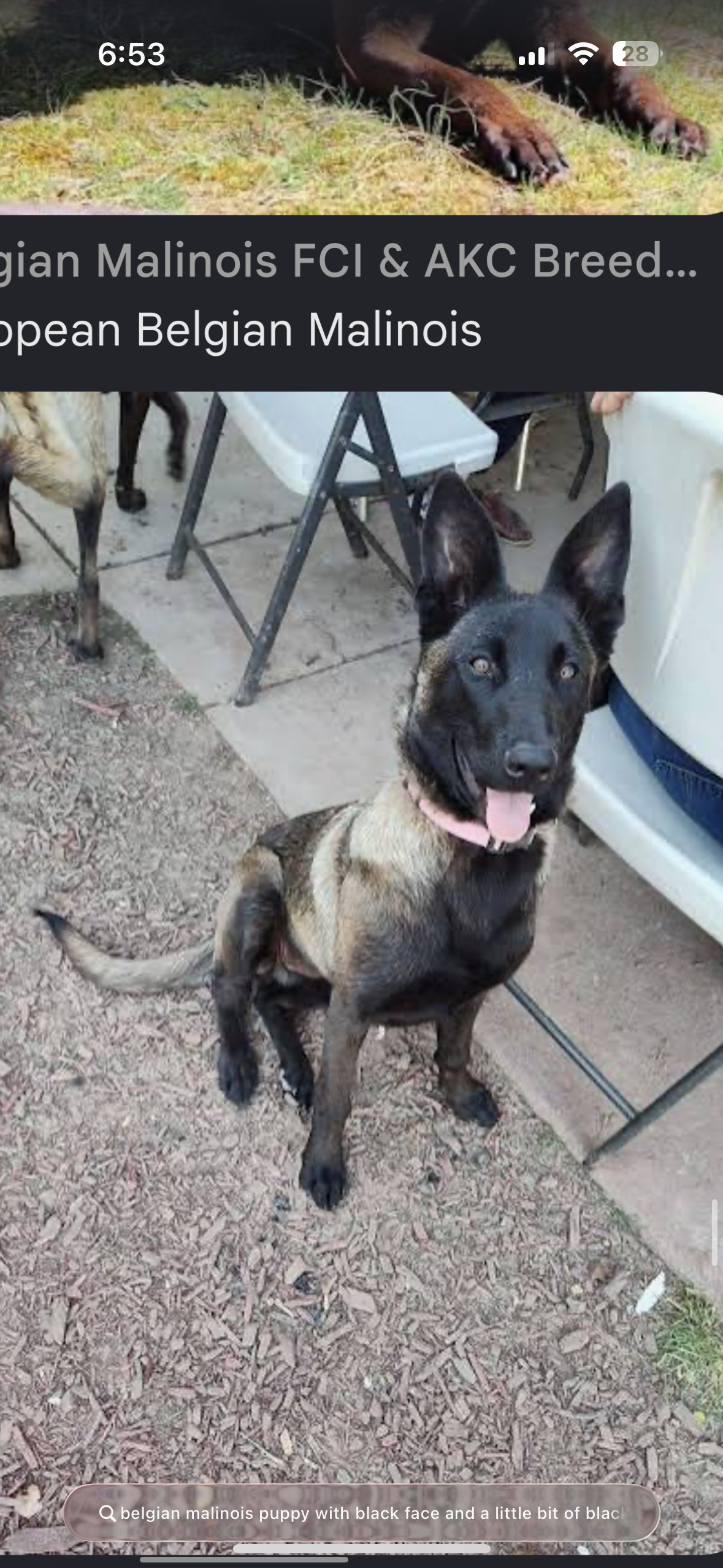 Belgian Malinois in Miami, Florida