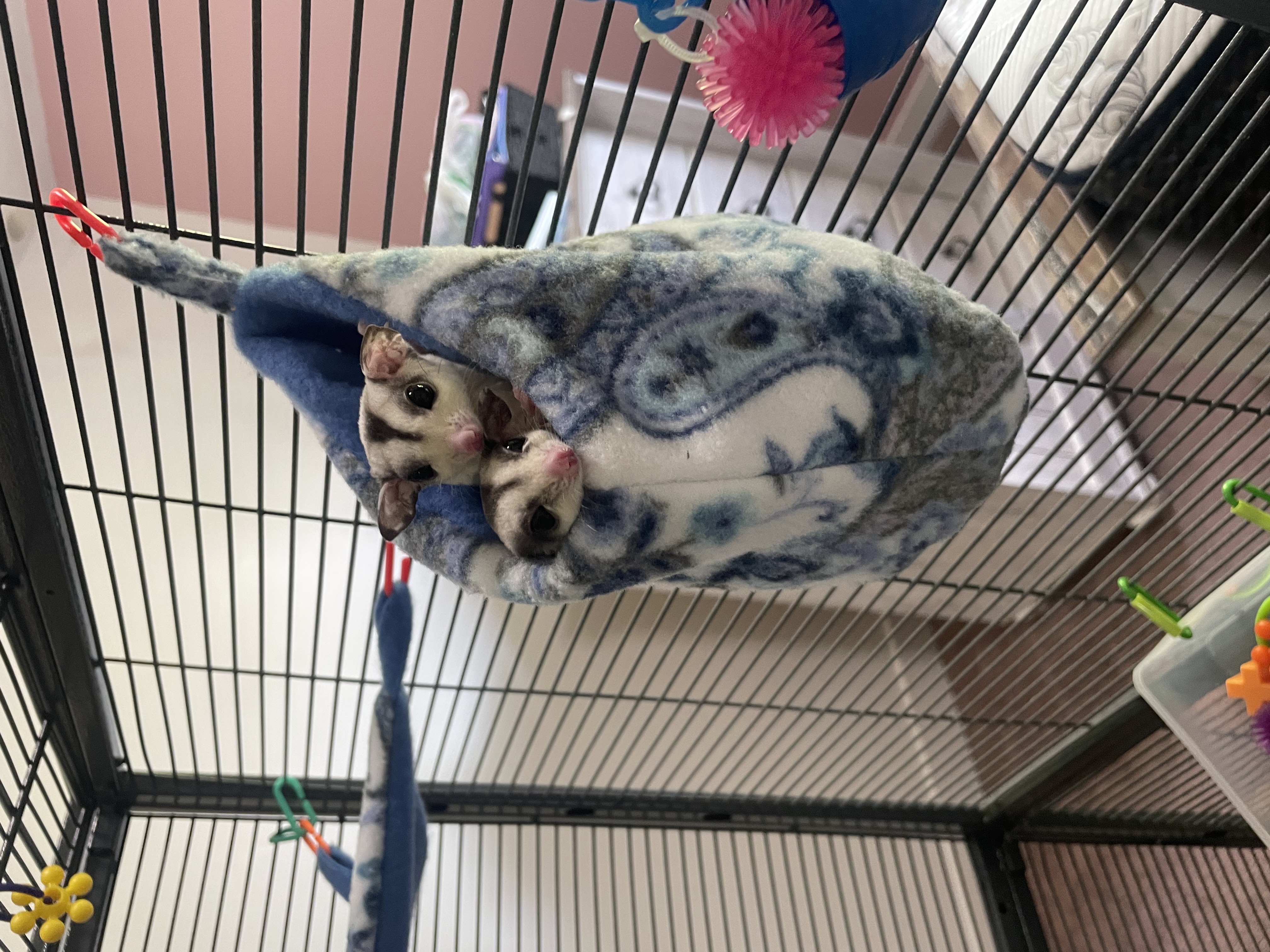 Sugar Glider in Cache County, Utah