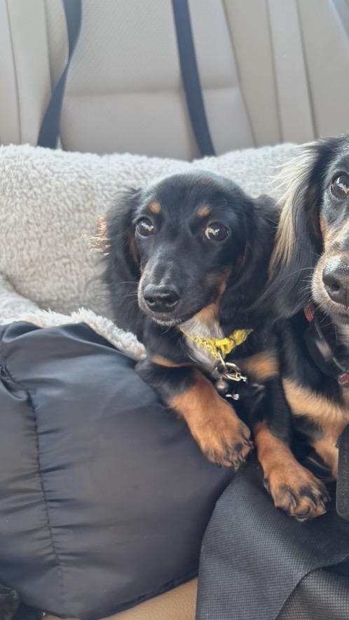 Female Dachshund in Scottsdale, Arizona