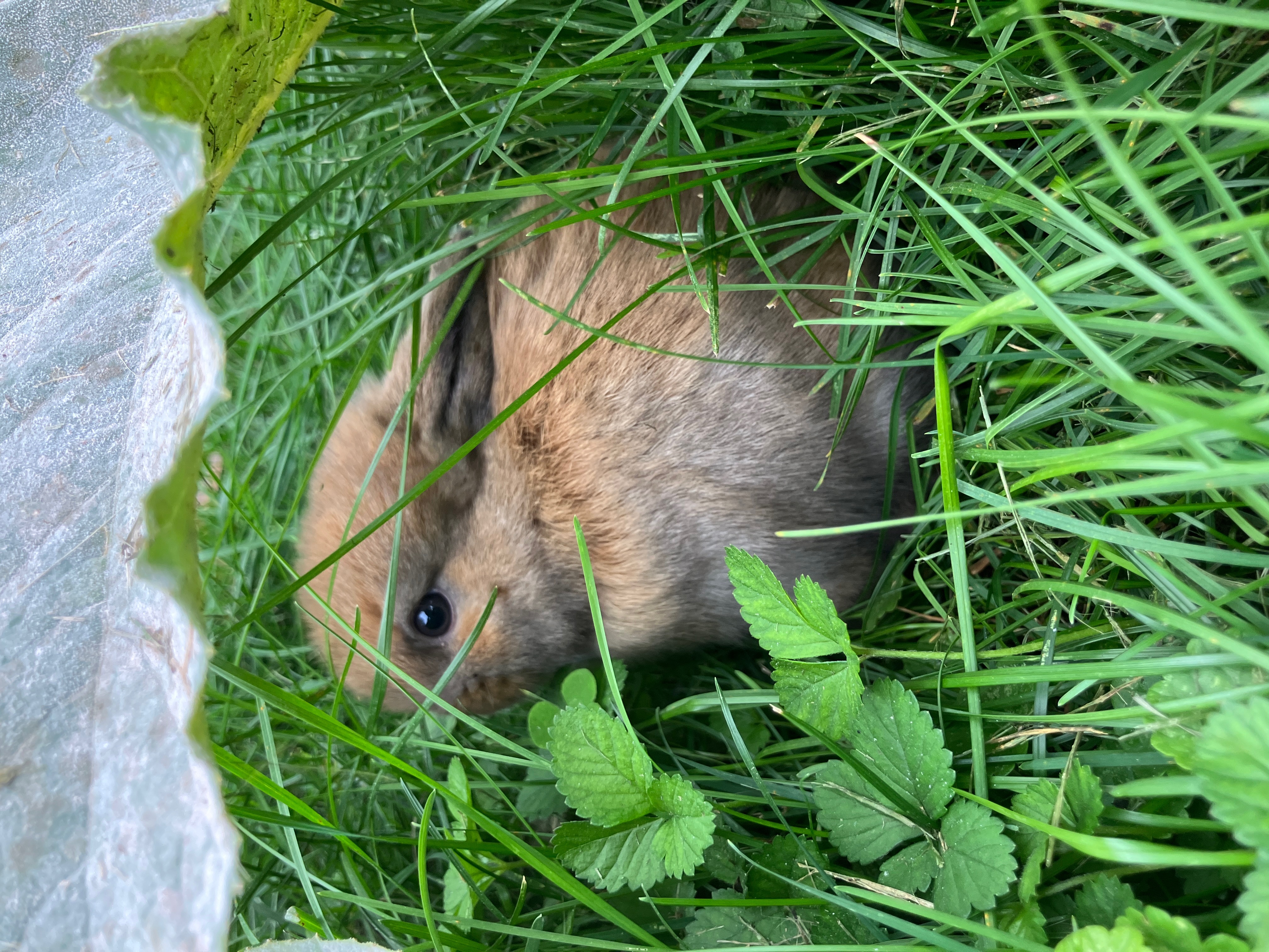 Rabbit in Milwaukee, Wisconsin