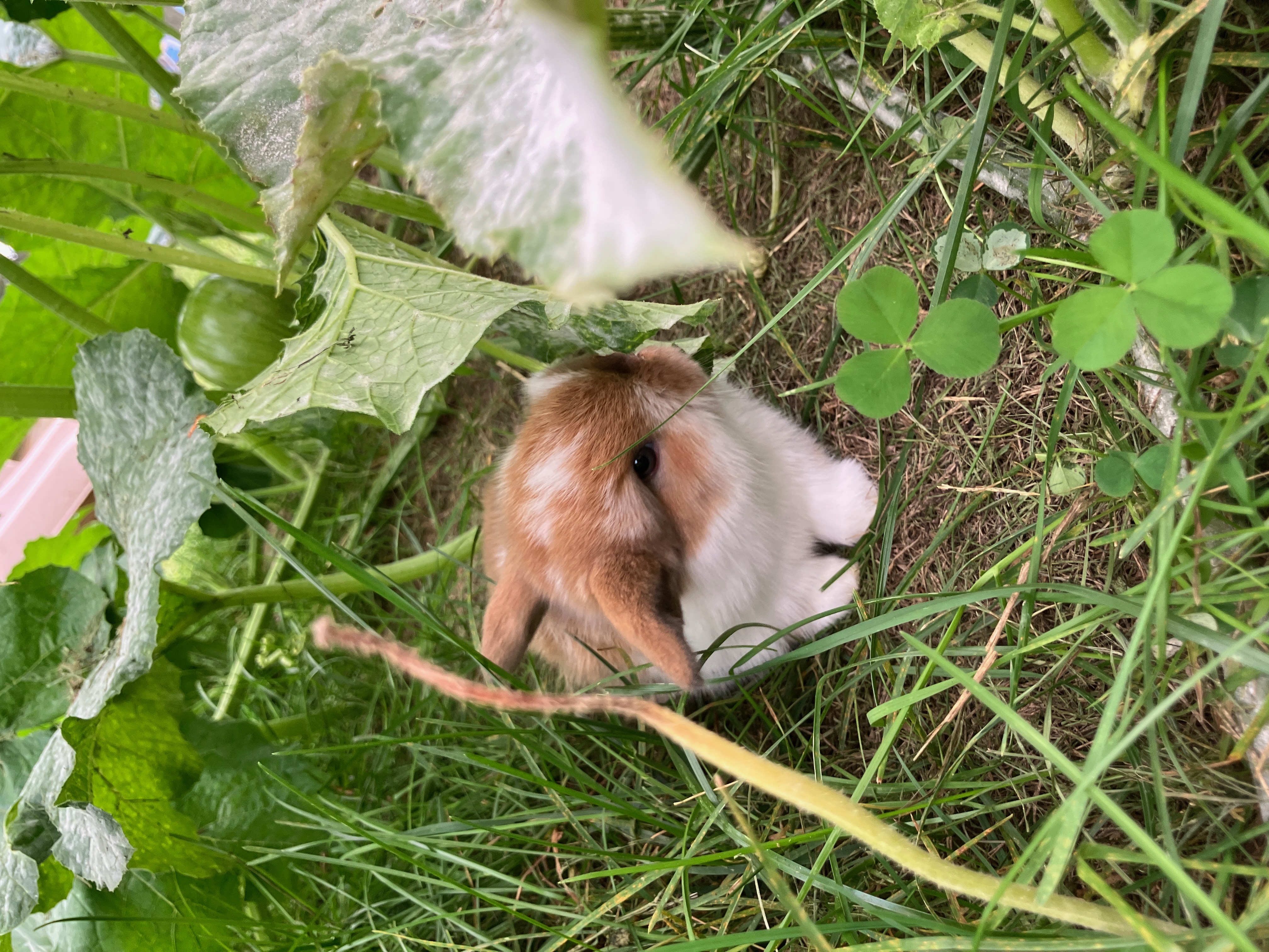 Rabbit in Milwaukee, Wisconsin, photo 2