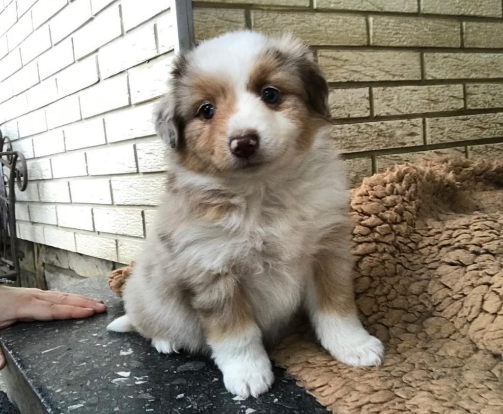 Australian Shepherd in New York, New York