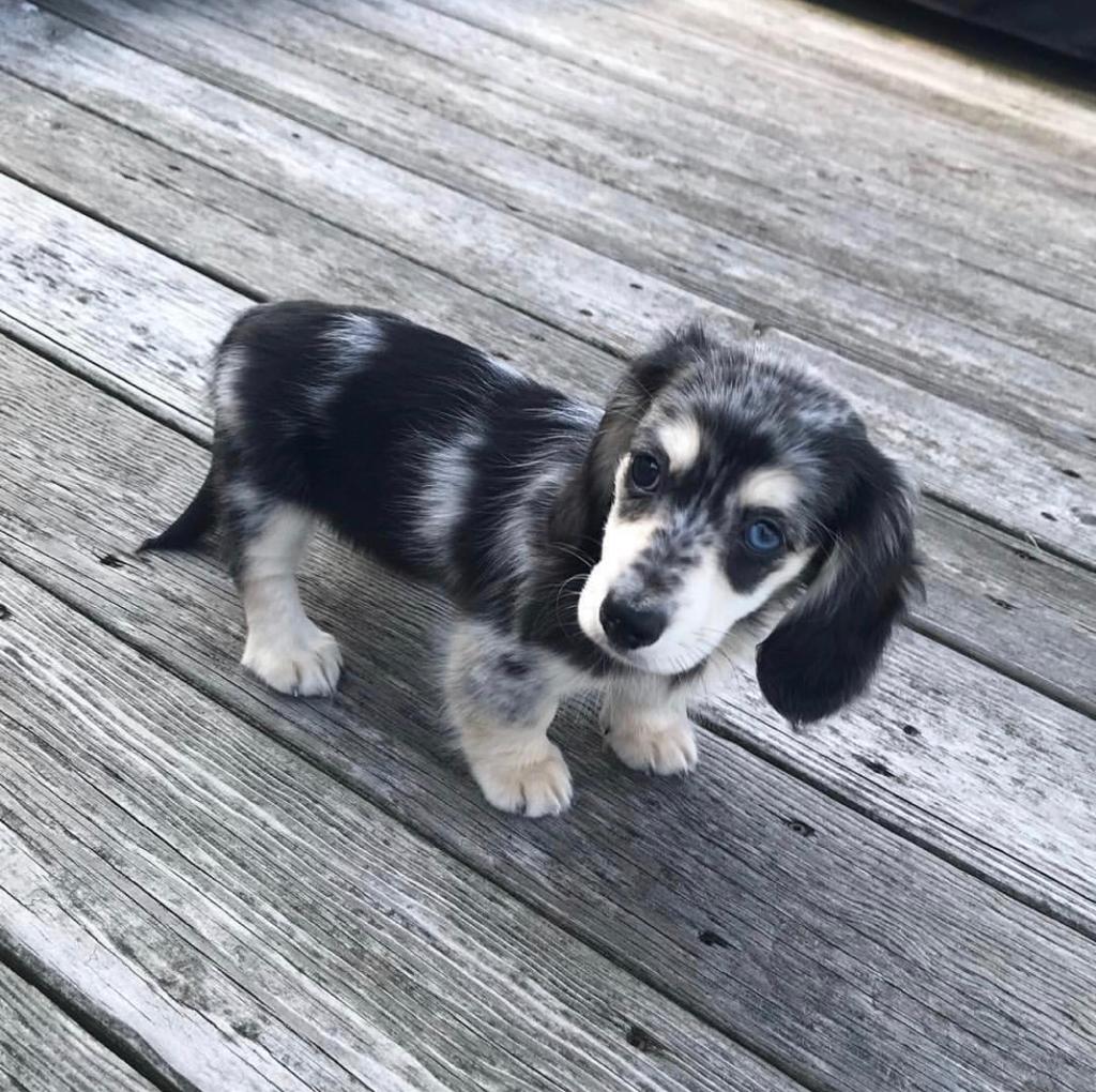Dachshund in New York, New York, photo 2